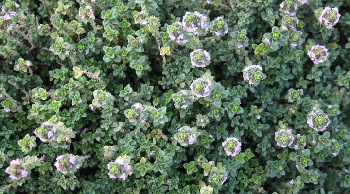 ilice-country-house-aromatiche-01