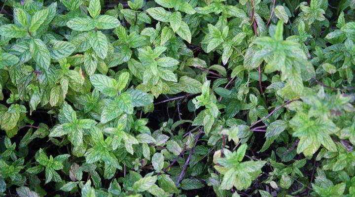 ilice-country-house-aromatiche-05 (1)