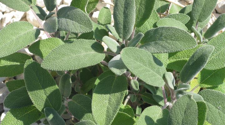 ilice-country-house-aromatiche-06