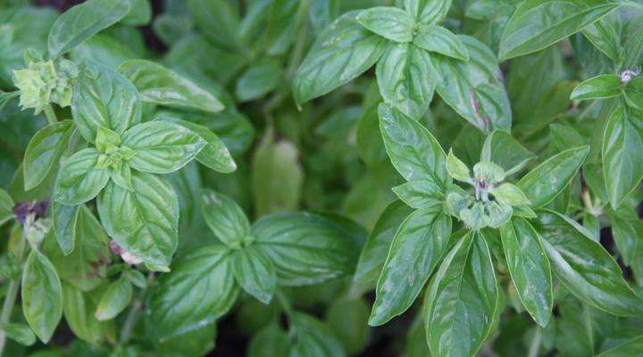 ilice-country-house-aromatiche-07